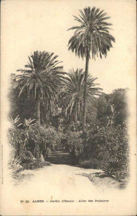 Alger Algerien Jardin d Essais Allee des Palmiers Palm