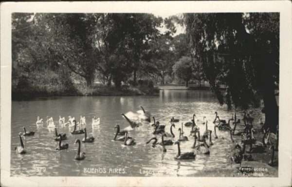 Buenos Aires Lagos de Palermo Schwäne