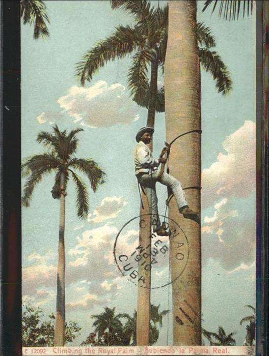 Caonao Royal Palm