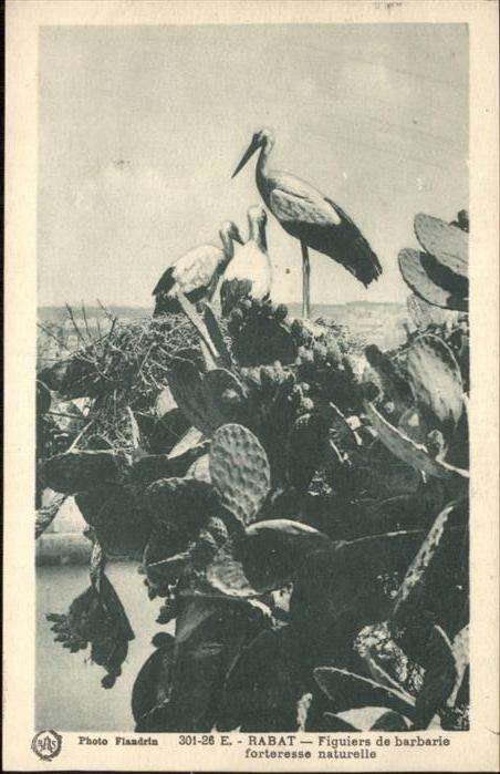 Rabat Marokko Storch