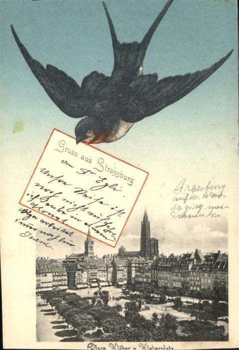Strasbourg Alsace Vogel Kleberplatz