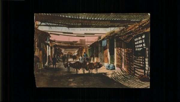 Fes Fez Maroc Esel