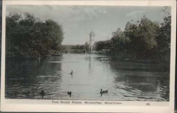 Winnipeg Duck Fond Manitoba