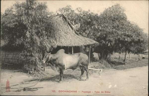 Cochinchine Vietnam Paysage Type Tebu