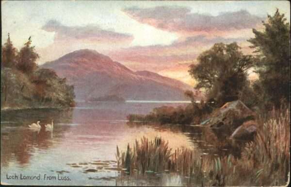 Loch Lomond Scotland Schwan