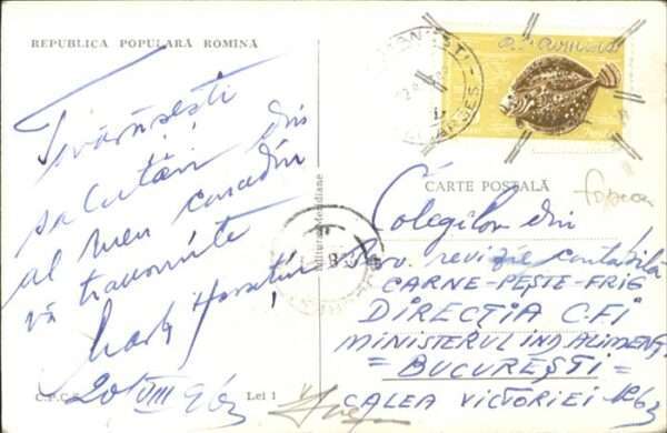 Caciulata – Bild 2