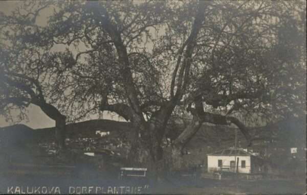 Kalukova
