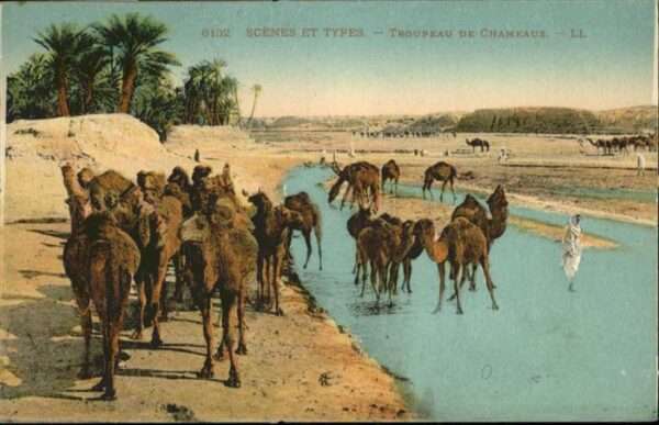 Kamel  Camel Chameau