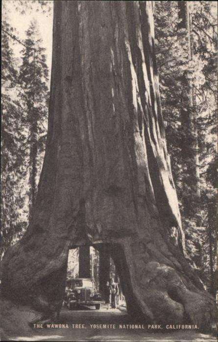 Nationalpark Yosemite National Park California Wawon