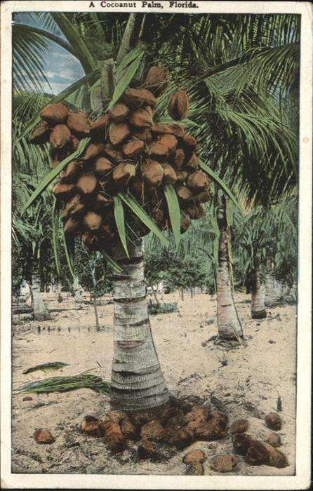 Palmen Kokospalme Kokosnüsse Florida