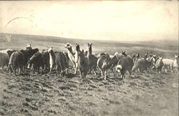 Tiere