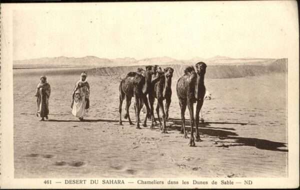 Kamel  Camel Chameau Wüste Sahara Chameliers dans les Dunes