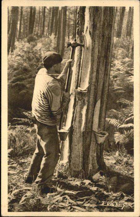 Berufe Un Gemmeur Baum Axt