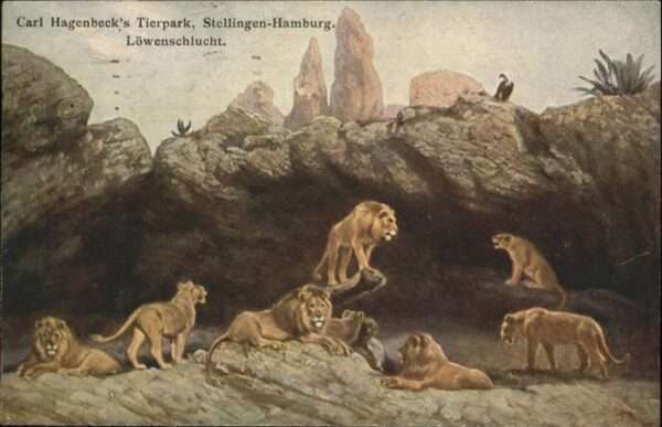 Loewe Carl Hagenbeck Tierpark Stellingen-Hamb