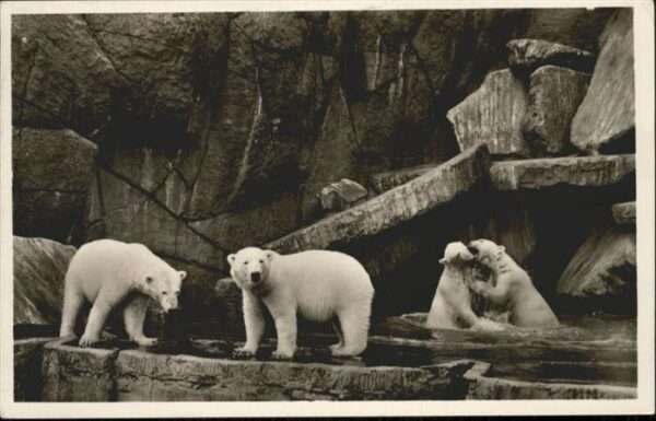 Baeren Carl Hagenbecks Tierpark Altona-Stellin