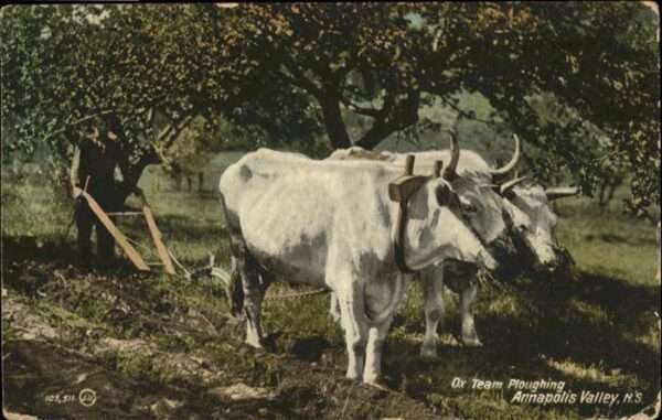 Landwirtschaft Ochsen Pflug Annapolis Valley N.S.