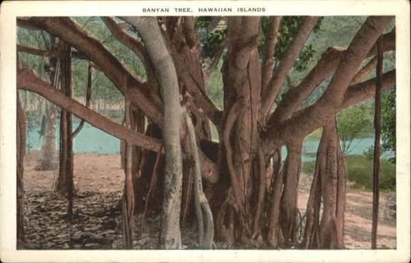 Baeume Trees Banyan Tree Hawaiian Islands