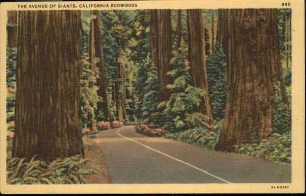 Baeume Trees Avenue of Giants California Redwoods