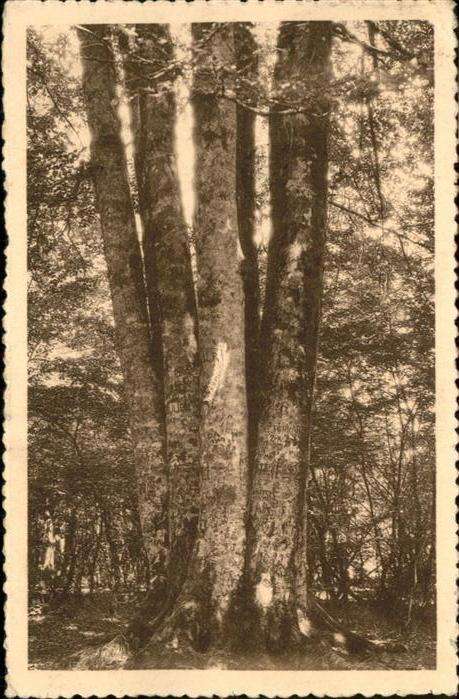 Baeume Trees Chiny
