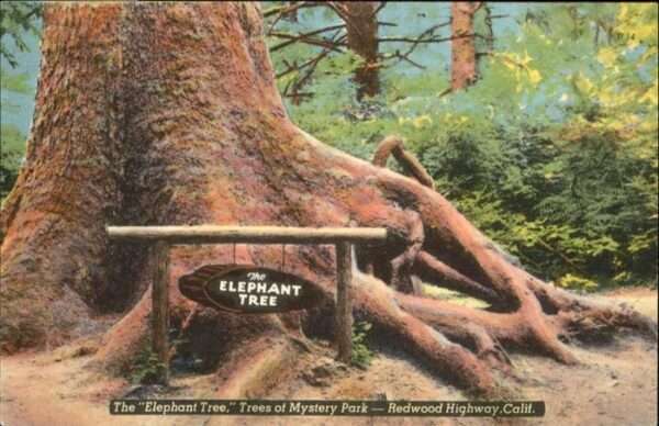 Baeume Trees The Elephant Tree Mystery Park Redwood