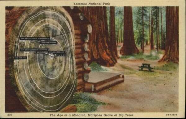 Baeume Trees Age of a Monarch Mariposa Grove of Big