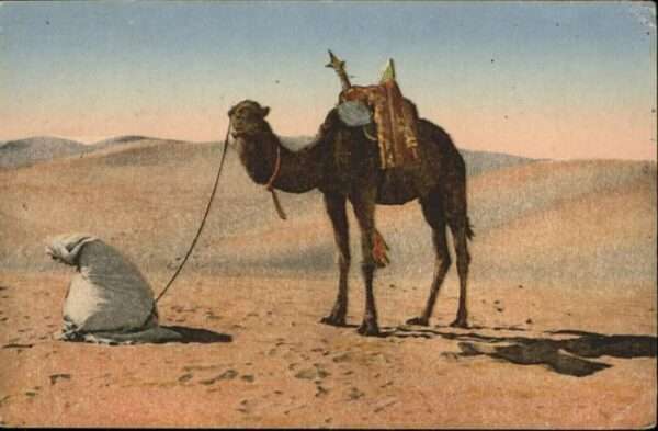 Kamel  Camel Chameau Wüste Desert Gebet Islam