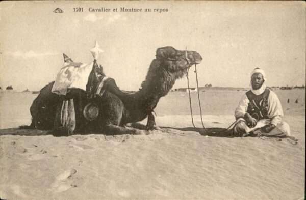 Kamel  Camel Chameau Wüste