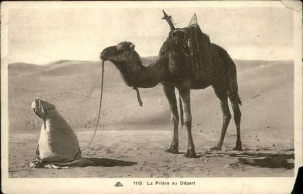 Kamel  Camel Chameau Wüste Gebet Beten