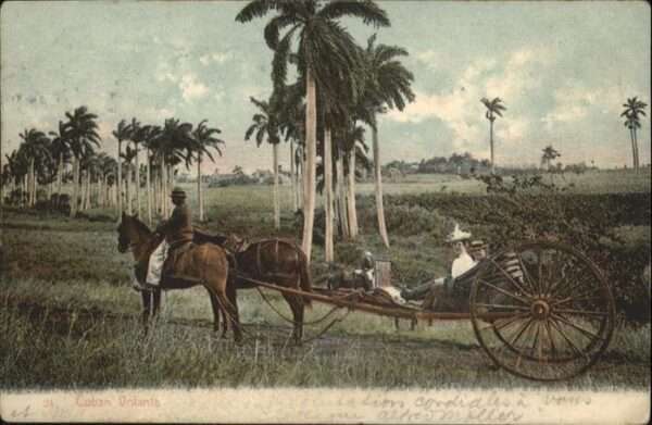 Pferde Cuban Volanta Wagen