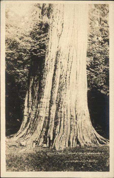 Baeume Trees Stanley Park Vancouver