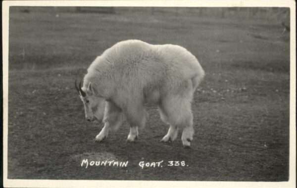 Tiere Mountain Goat