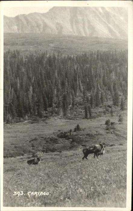 Tiere Caribou