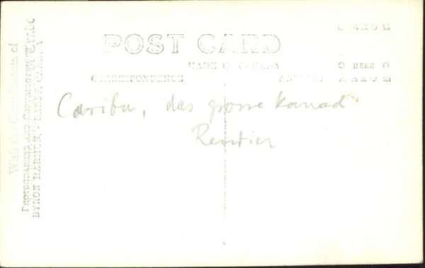 Tiere Caribou – Bild 2