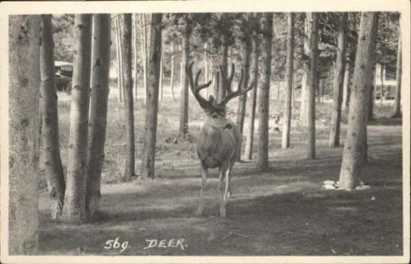 Hirsch Deer