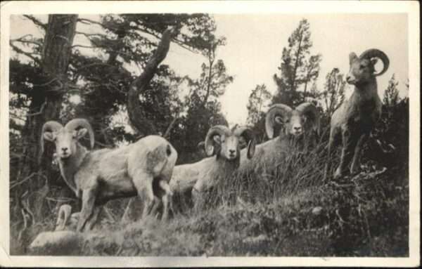 Tiere