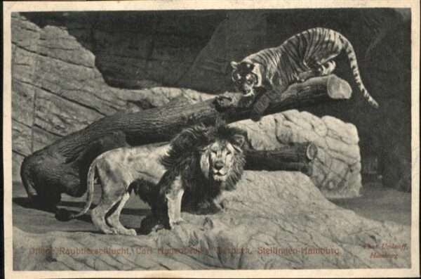 Loewe Raubtierschlucht Tierpark Stellingen Ha