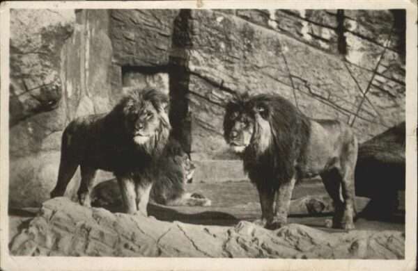 Loewe Carl Hagenbeck Tierpark Stellingen-Hamb