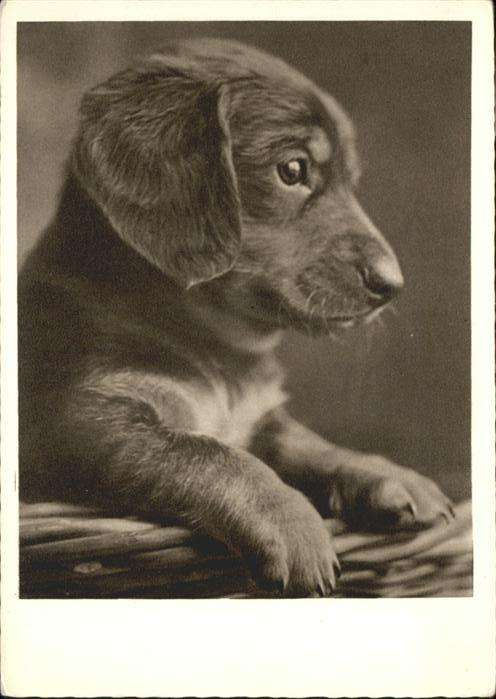 Hunde