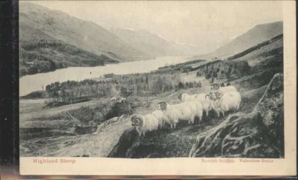 Schafe Highland Sheep