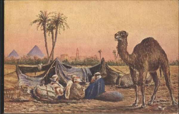 Kamel  Camel Chameau Ägypten Araber Zelt