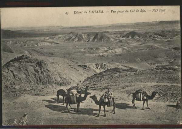Kamel  Camel Chameau Wüste Sahara