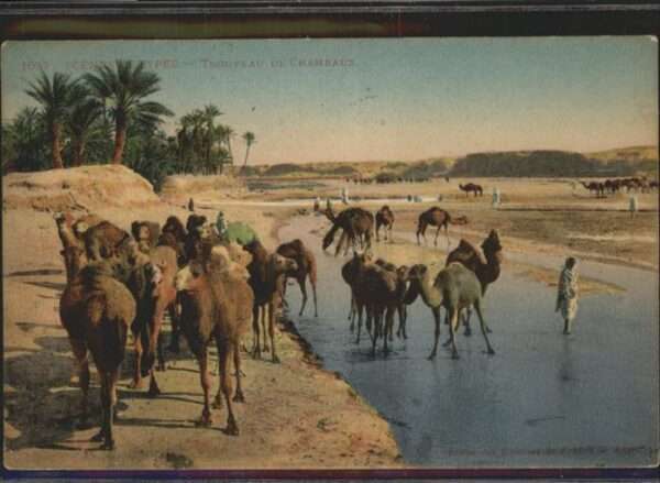 Kamel  Camel Chameau Algerien