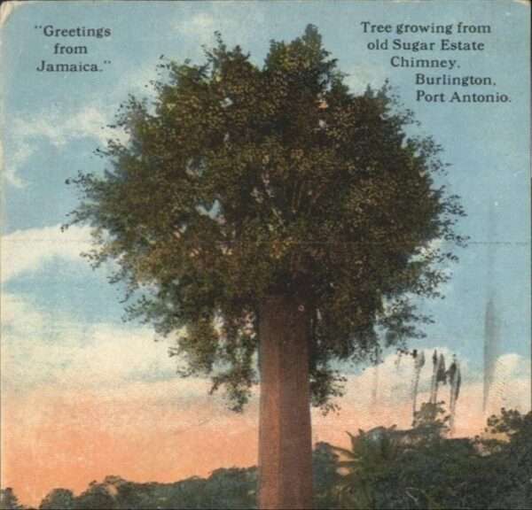 Baeume Trees Jamaica Burlington