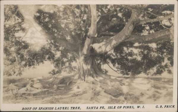 Baeume Trees Spanish Laurel Tree Santa Fe Spanien