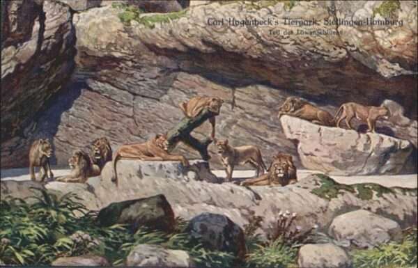 Loewe Carl Hagenbeck Tierpark Stellingen-Hamb