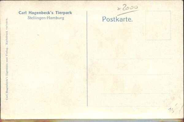Loewe Carl Hagenbeck Tierpark Stellingen-Hamb – Bild 2