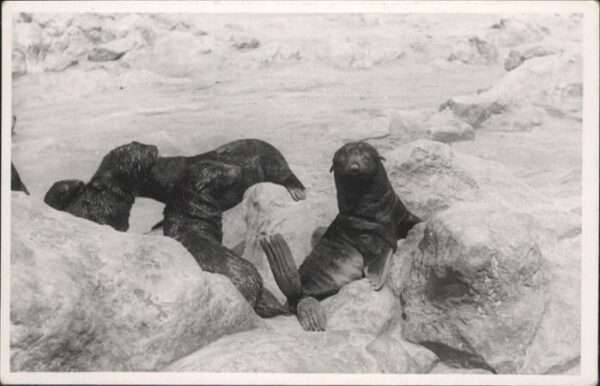 Tiere Seerobben