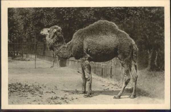 Tiere Dromedar Nordafrika
