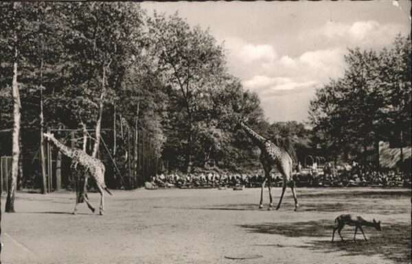 Tiere Gelsenkirchen Giraffe
