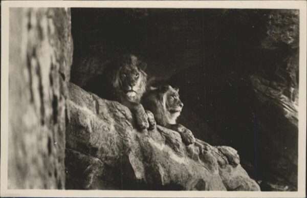 Loewe Carl Hagenbeck Tierpark Stellingen-Hamb